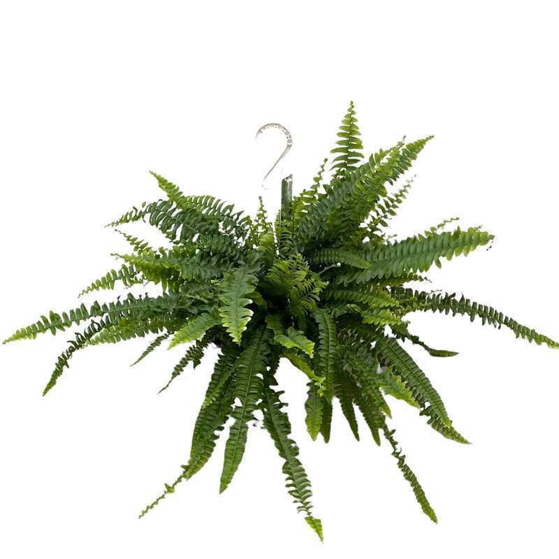 Nephorolepis Exaltata