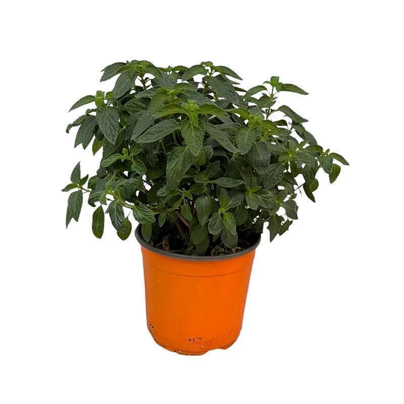 Lantana Gold