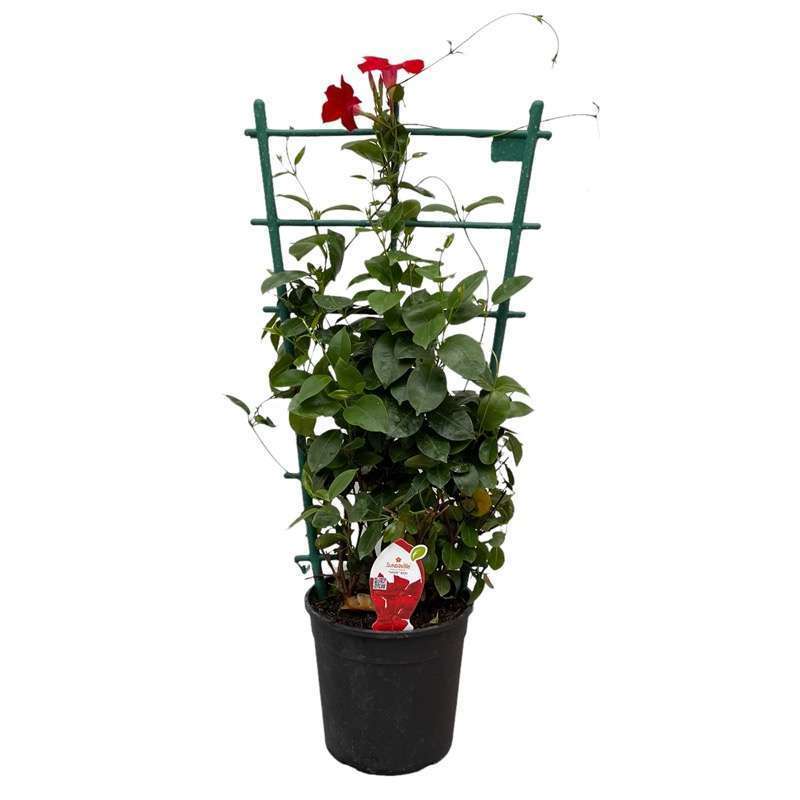 Mandevilla Santeri Spalliera