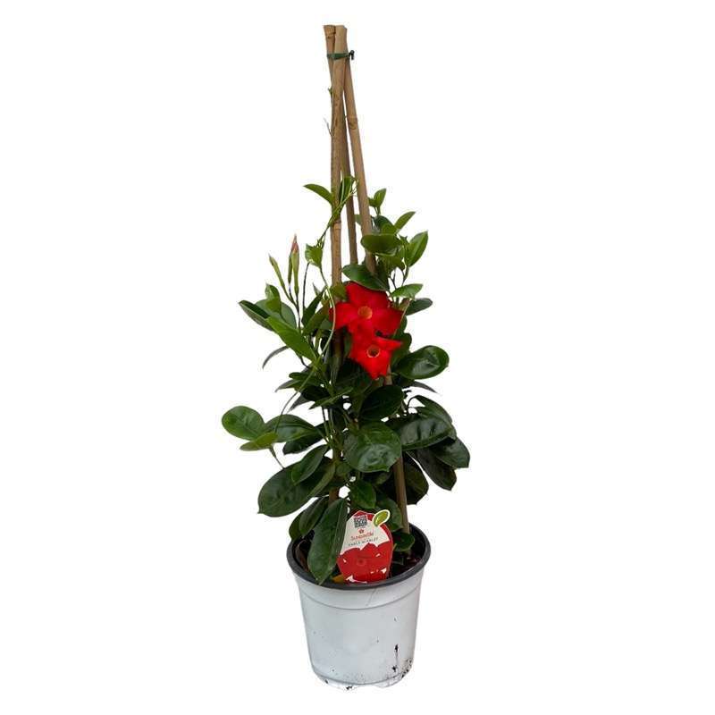 Mandevilla Santeri V.12