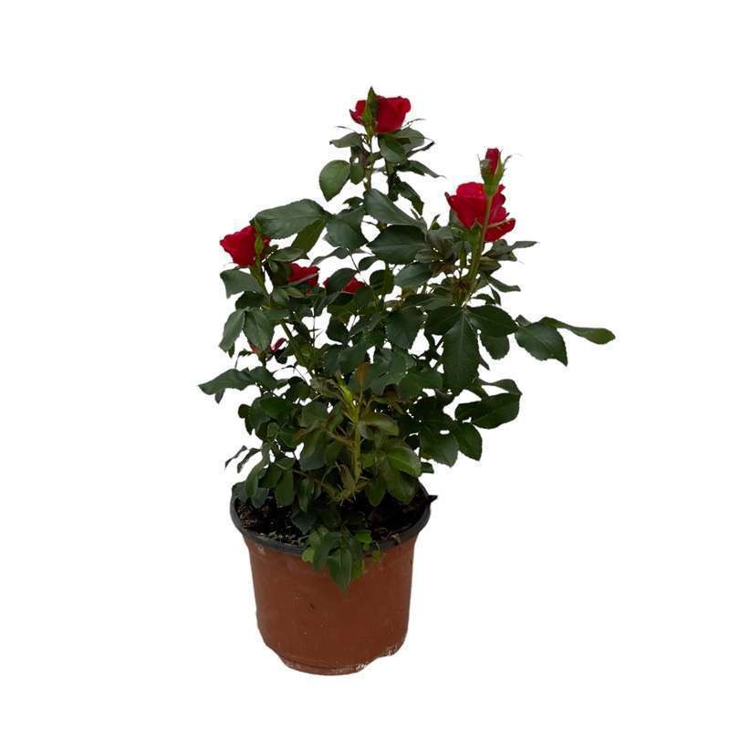 Rosa Rossa Cespuglio