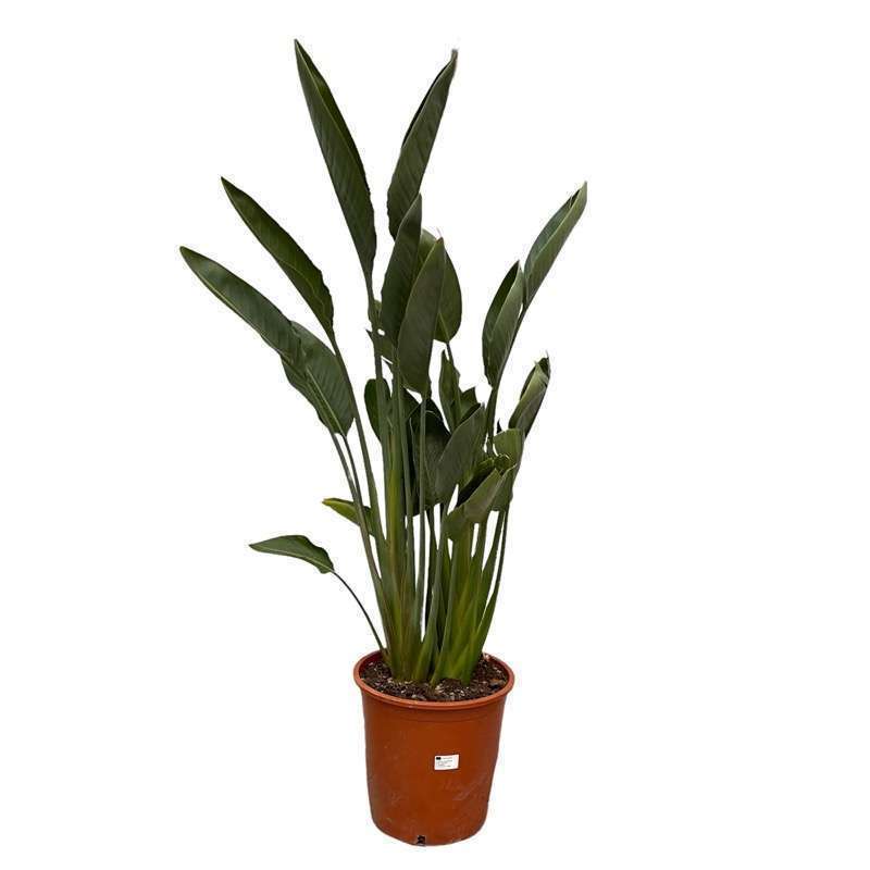 Strelitzia Reginae