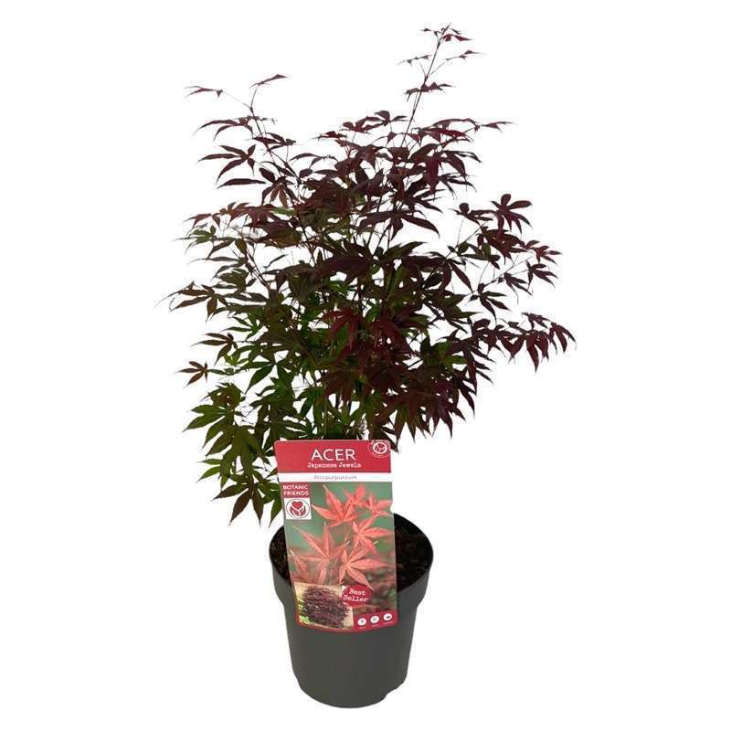 Acero Palmato Rosso