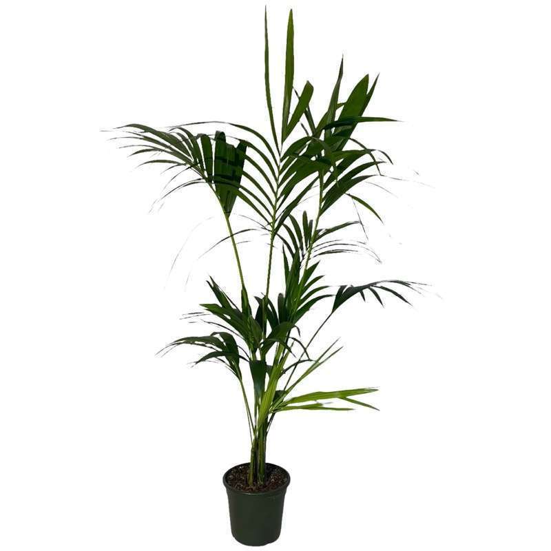 Kentia