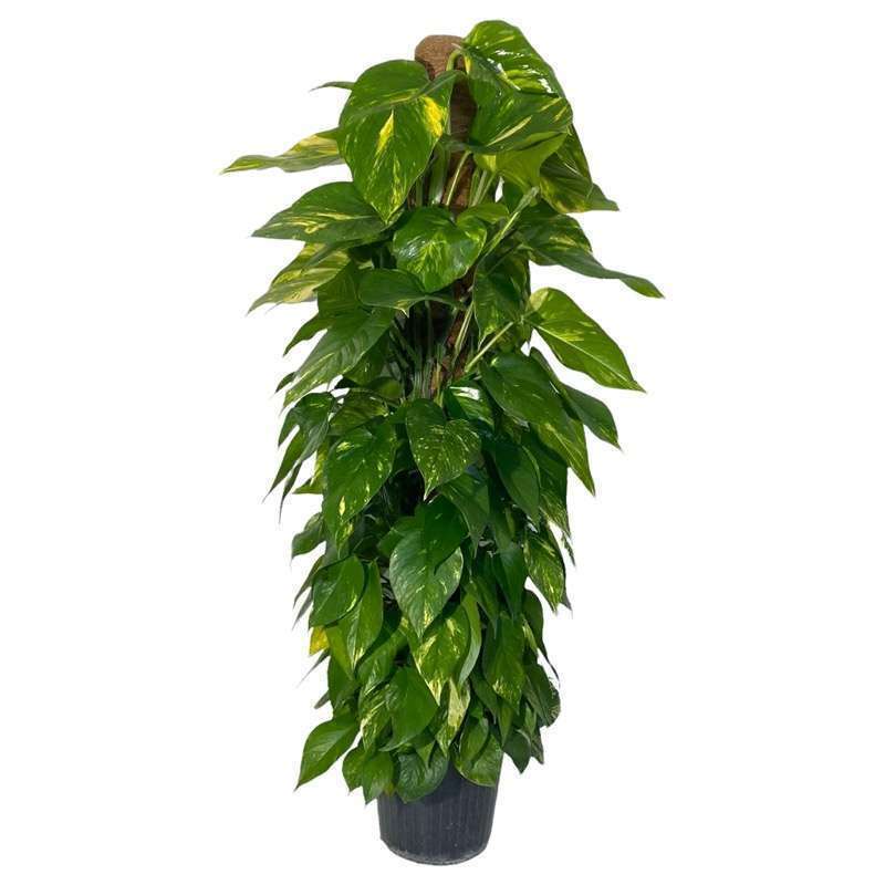 Philodendron