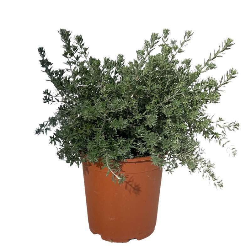 Westringia