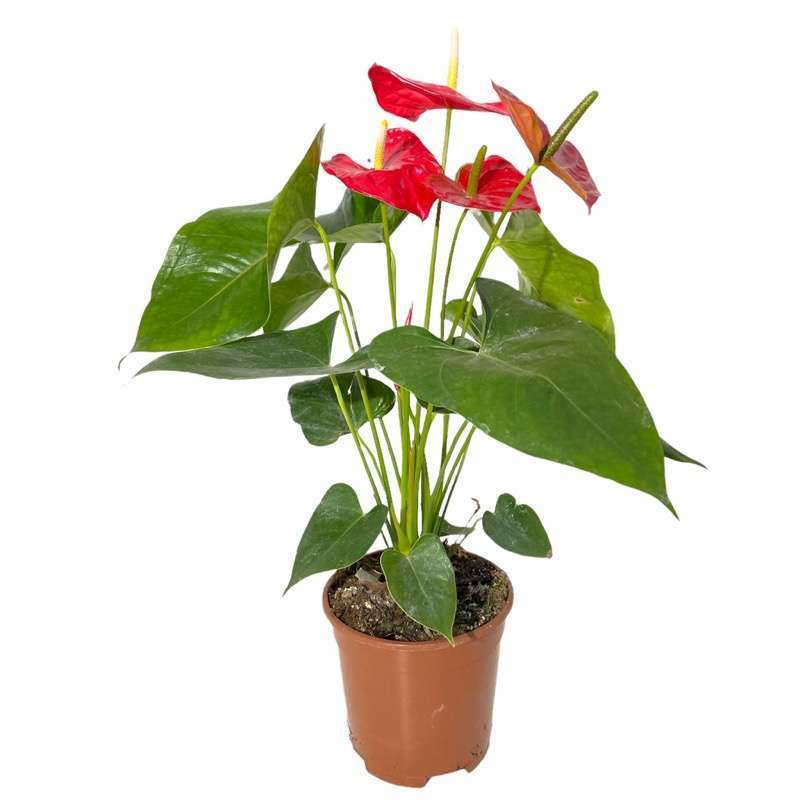 Anthurium Andreanum