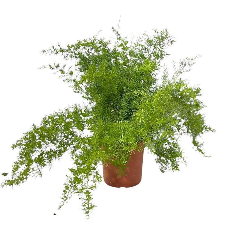 Asparagus Densiflorus