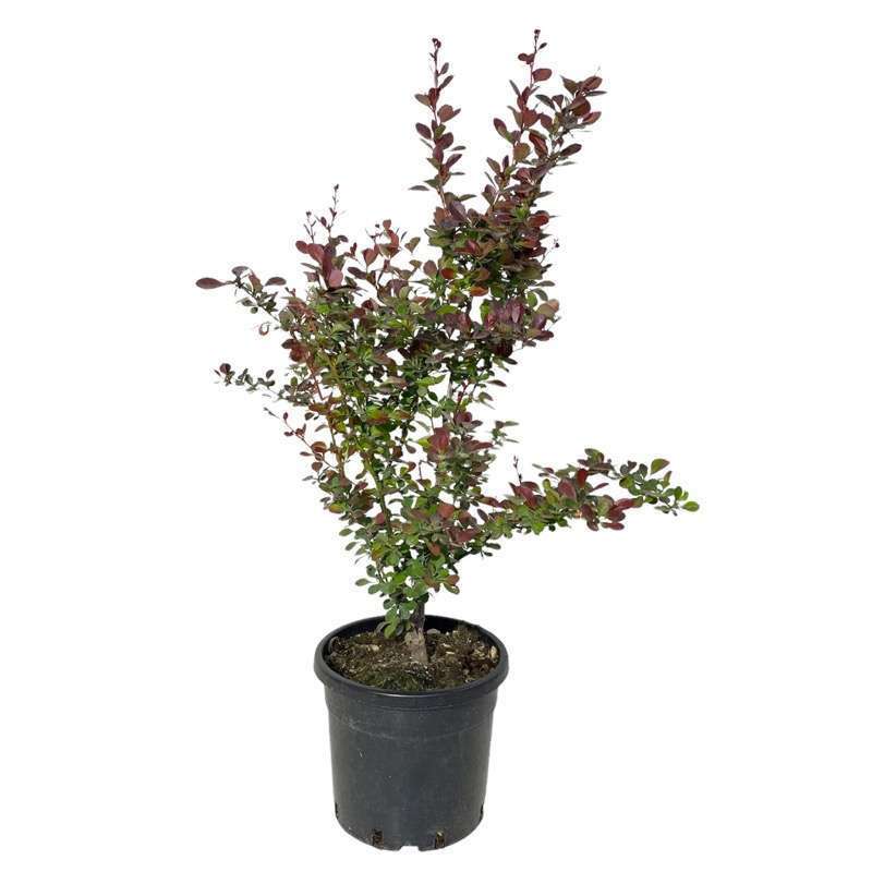 Berberis Thunbergii Atropurpurea
