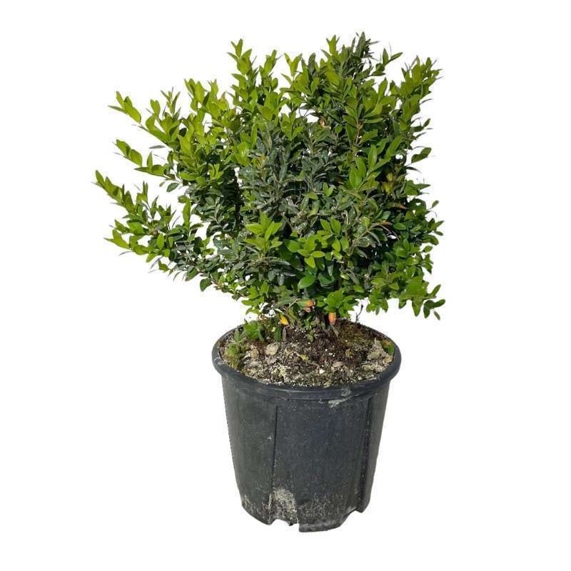 Buxus Sempervirens