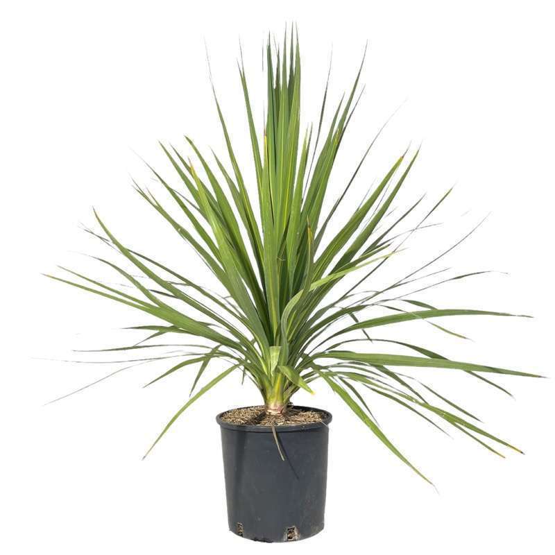 Dracaena Marginata