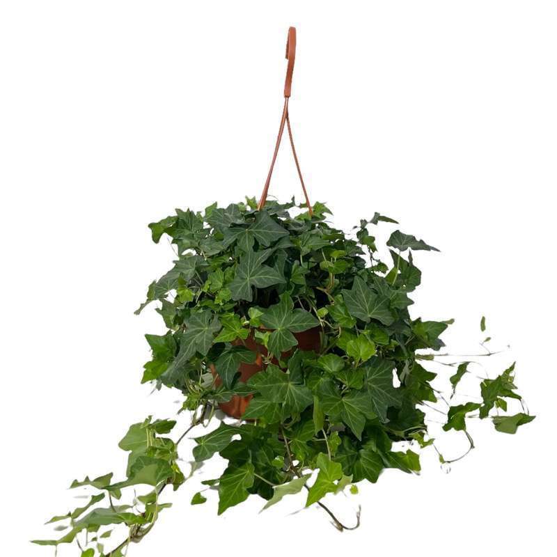 Hedera Helix