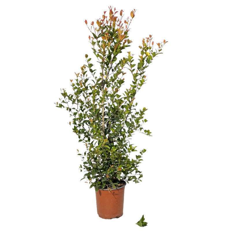 Eugenia Myrtifolia