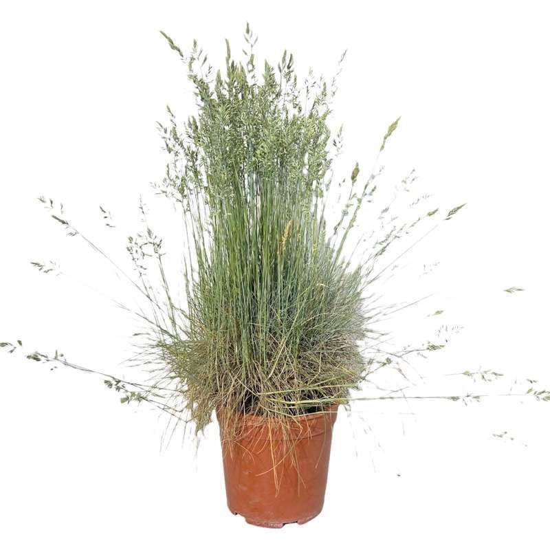 Festuca Valesiaca Glaucantha
