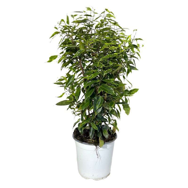 Ficus Benjamina Aurea