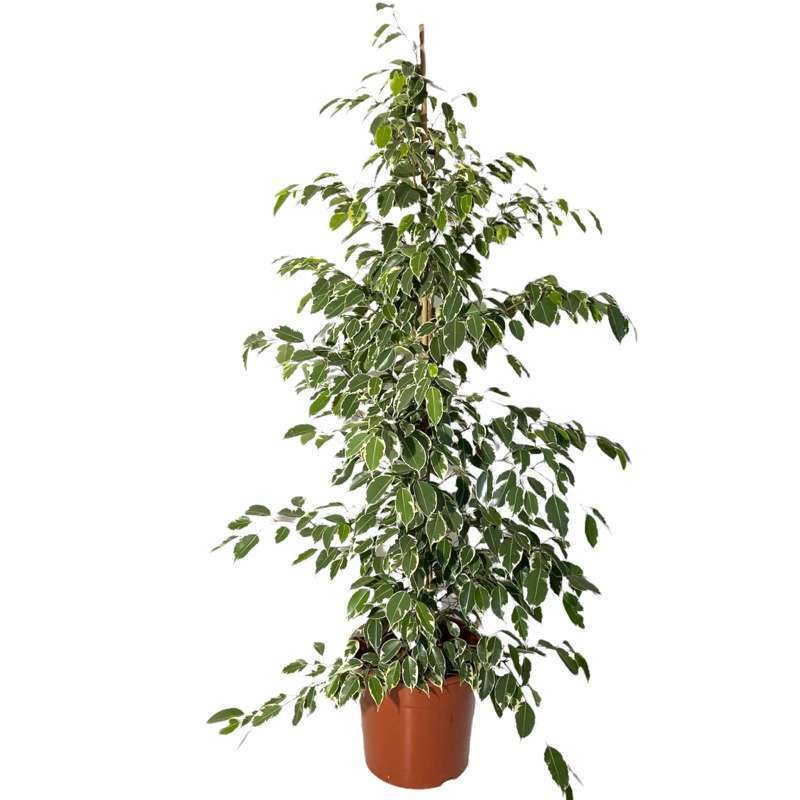 Ficus Benjamina Variegato