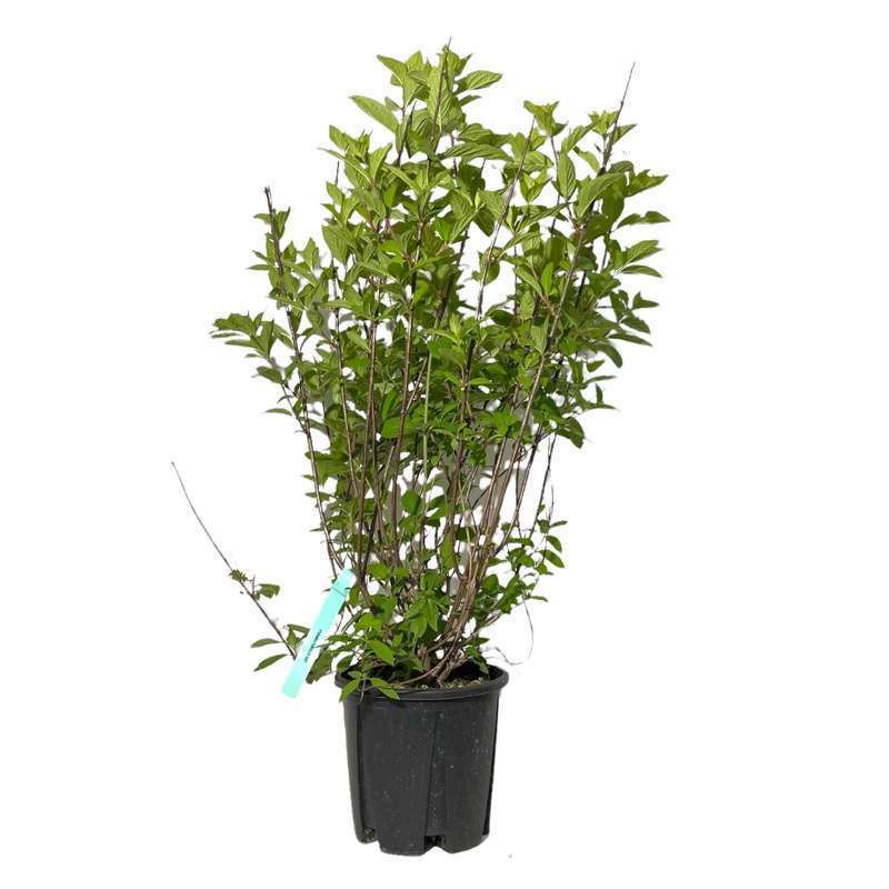 Hydrangea Paniculata Limelight