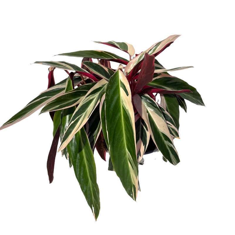 Maranta Variegata