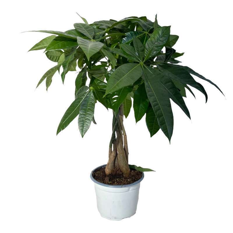 Pachira Aquatica