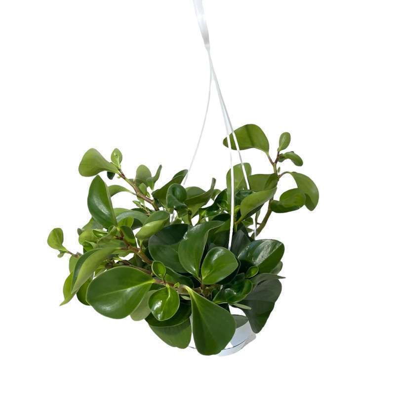 Peperomia Obtusifolia Green