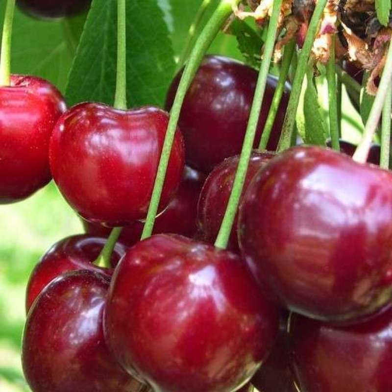 Ciliegio Durone Di Vignola II