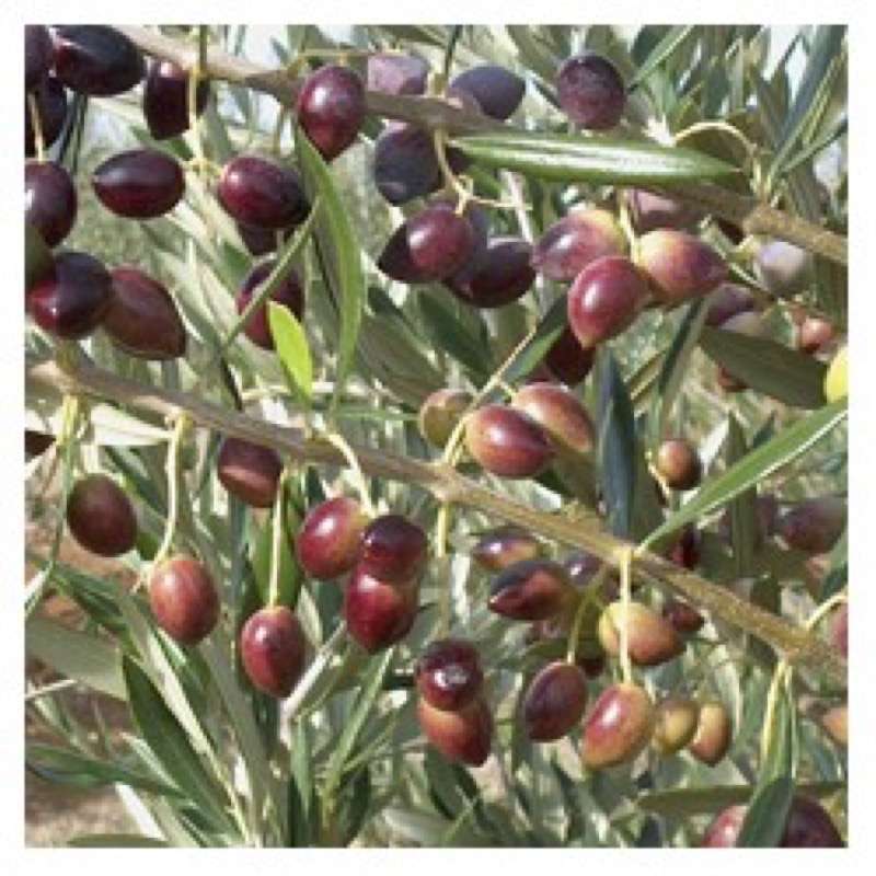 Olea Europaea Piantone Di Mogliano