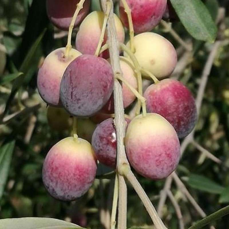 Olea Europaea Rosciola