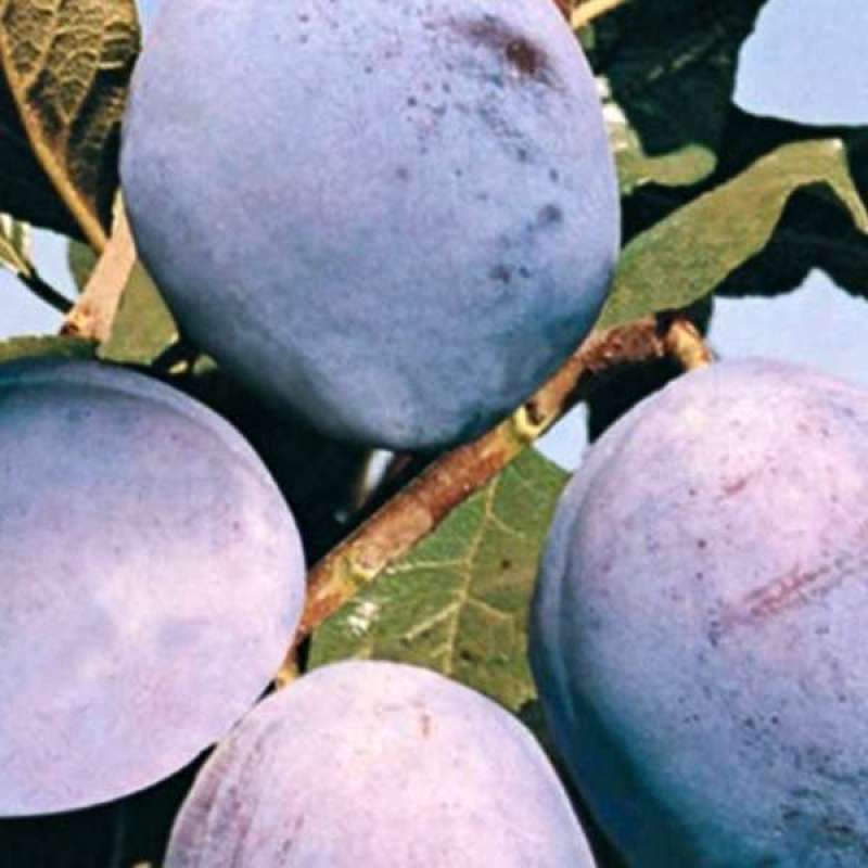 Susino Grossa Di Felisio