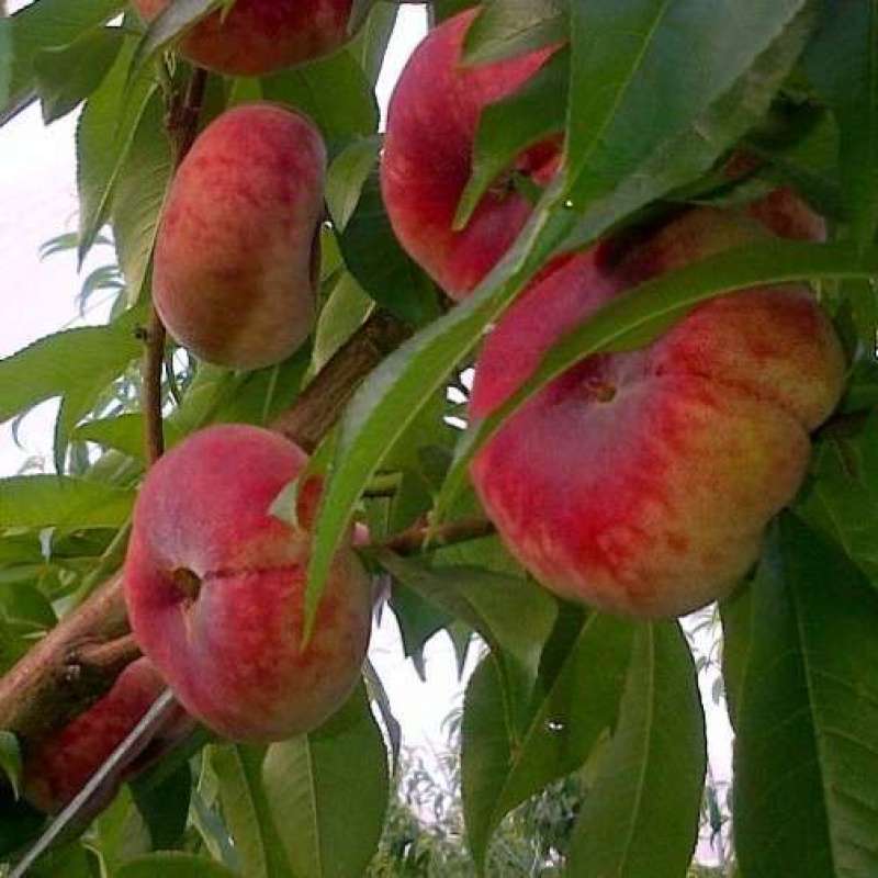 Pesco Platycarpa Bianco