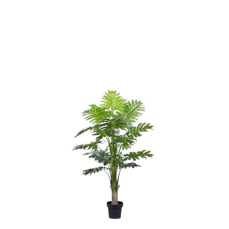 Filodendro Pianta Vaso H140 EDG