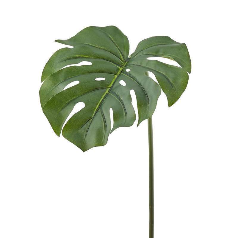 Foglia Monstera Ramo Chic H70 EDG