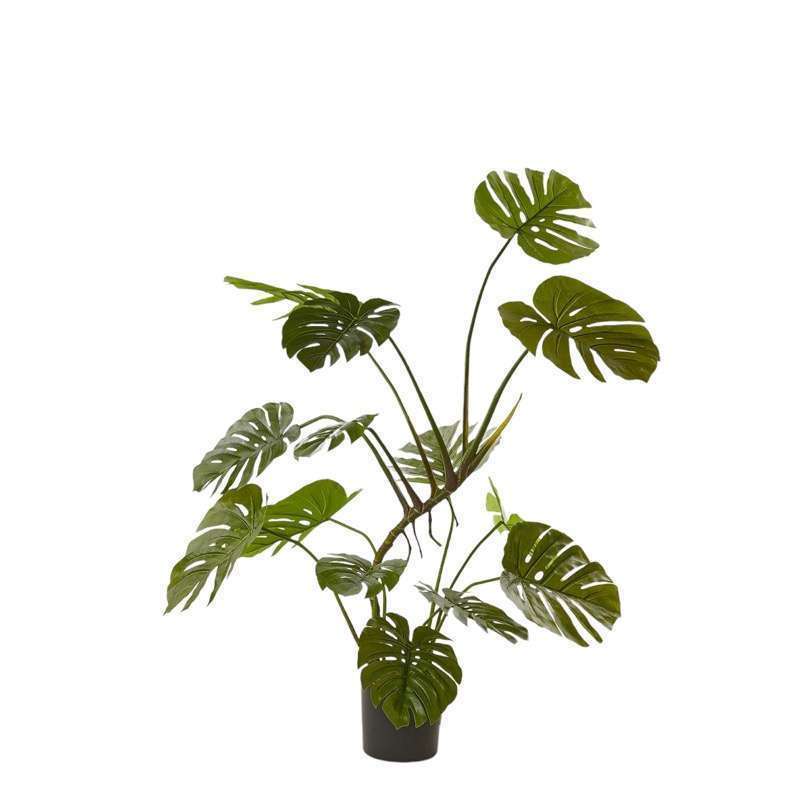 Monstera Con Vaso H128 EDG