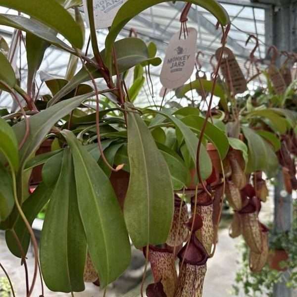 Nepenthes Alata - immagine 2