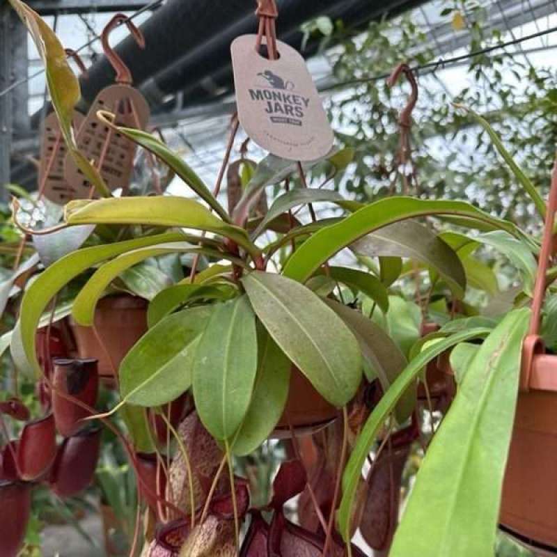 Nepenthes Alata