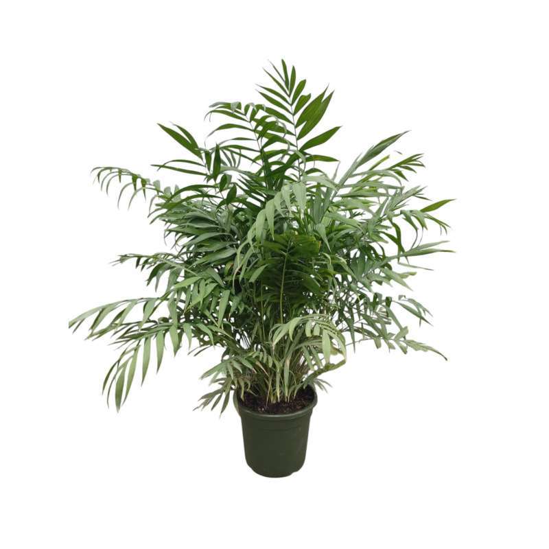 Chamadorea Elegans