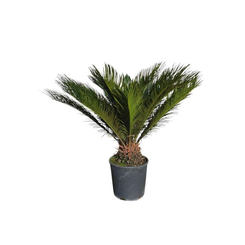 Cycas Revoluta