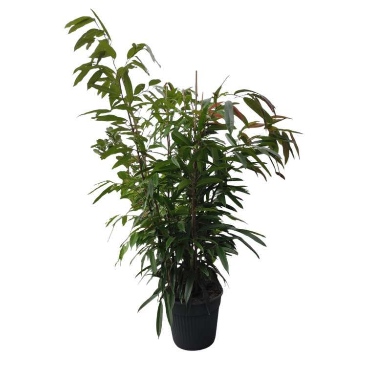 Ficus Binnendijkii Amstel King