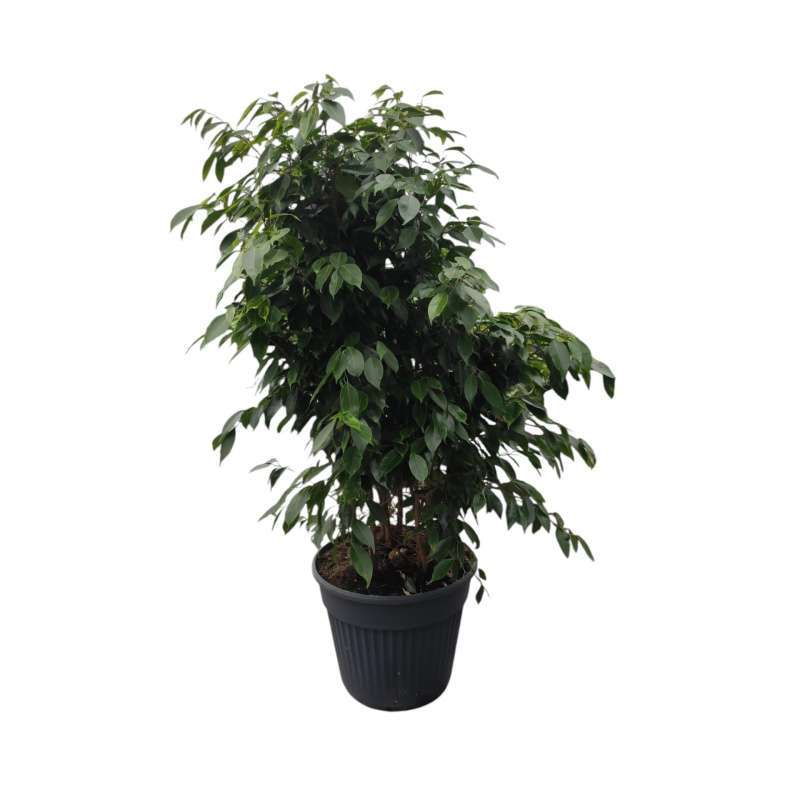 Ficus Aurea