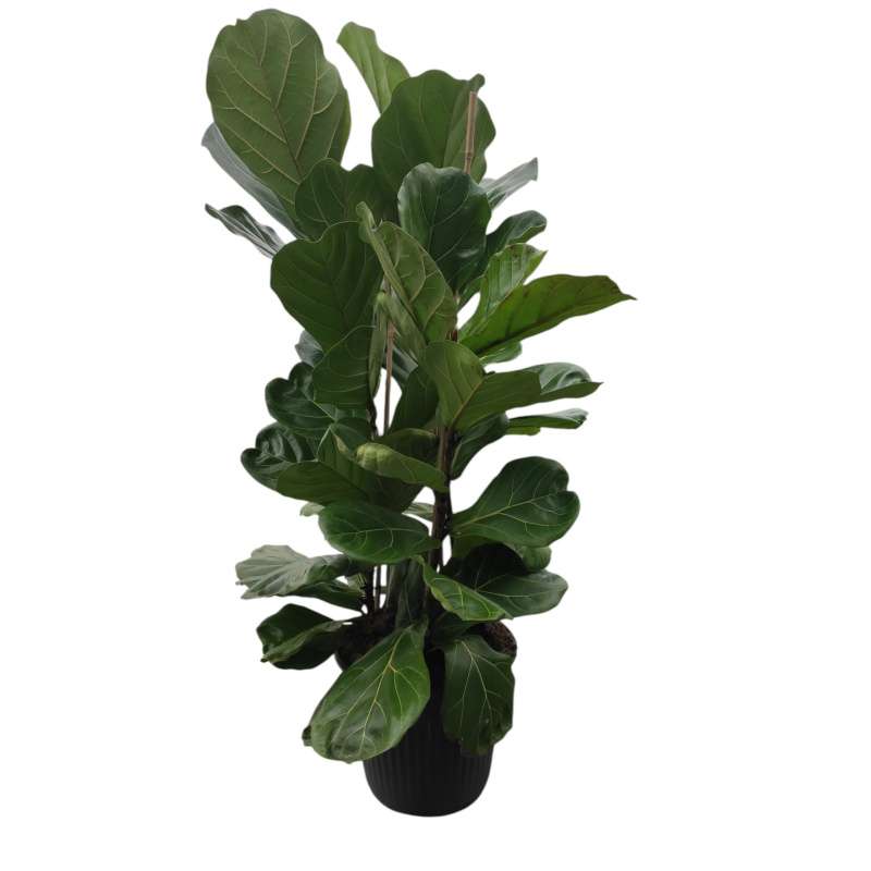 Ficus Lyrata