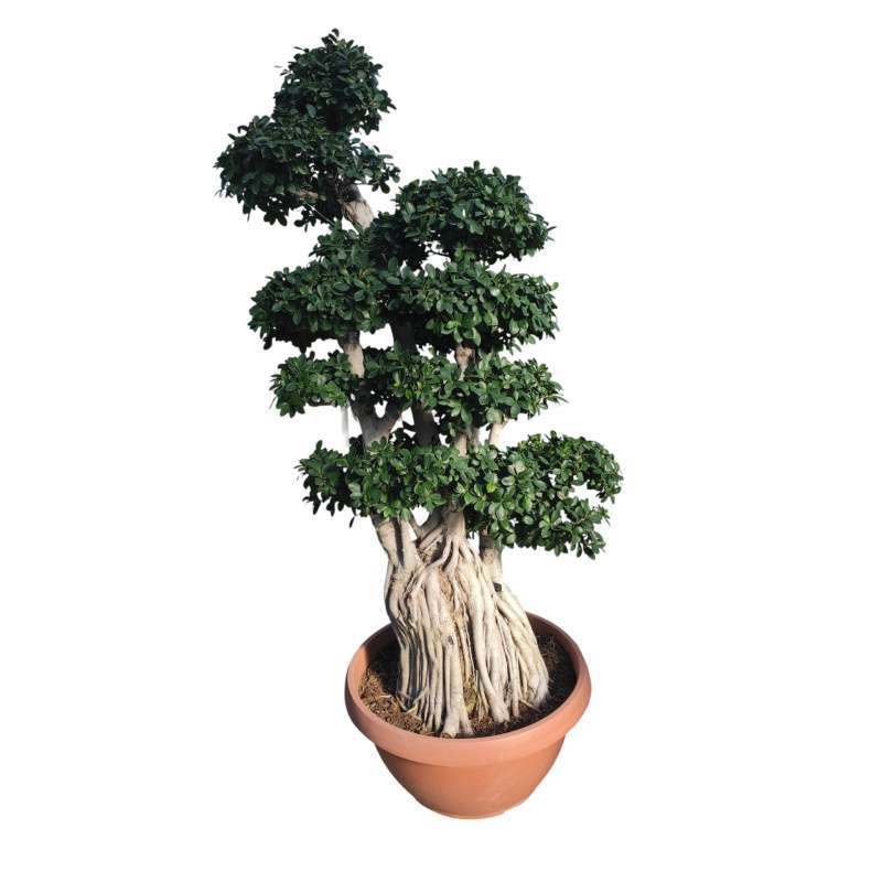 Ficus Robusta Bonsai