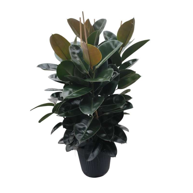Ficus Robusta
