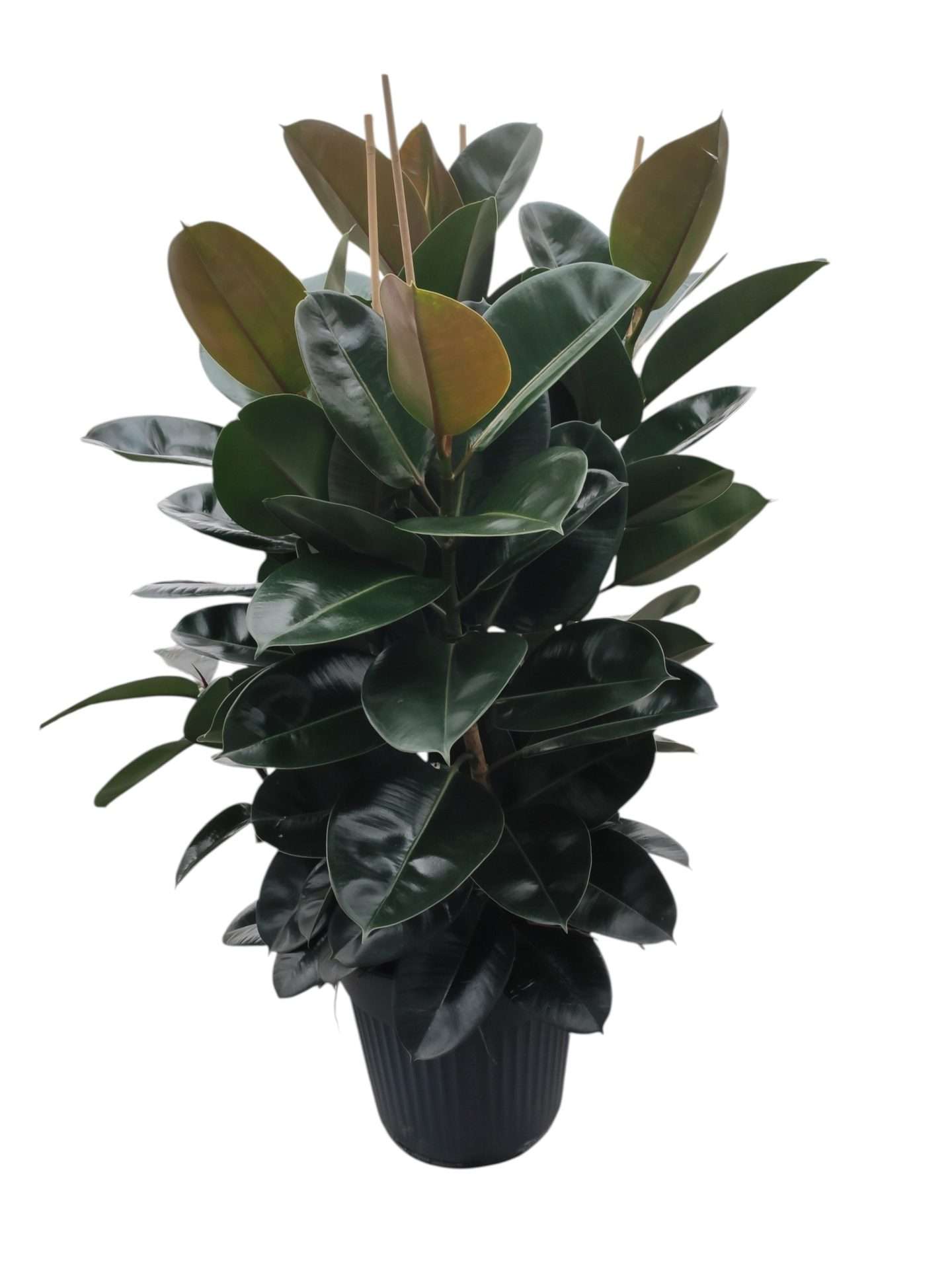Ficus Robusta