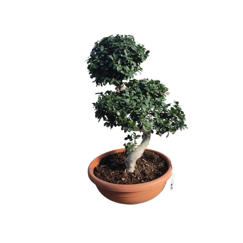 Ficus Robusta Bonsai