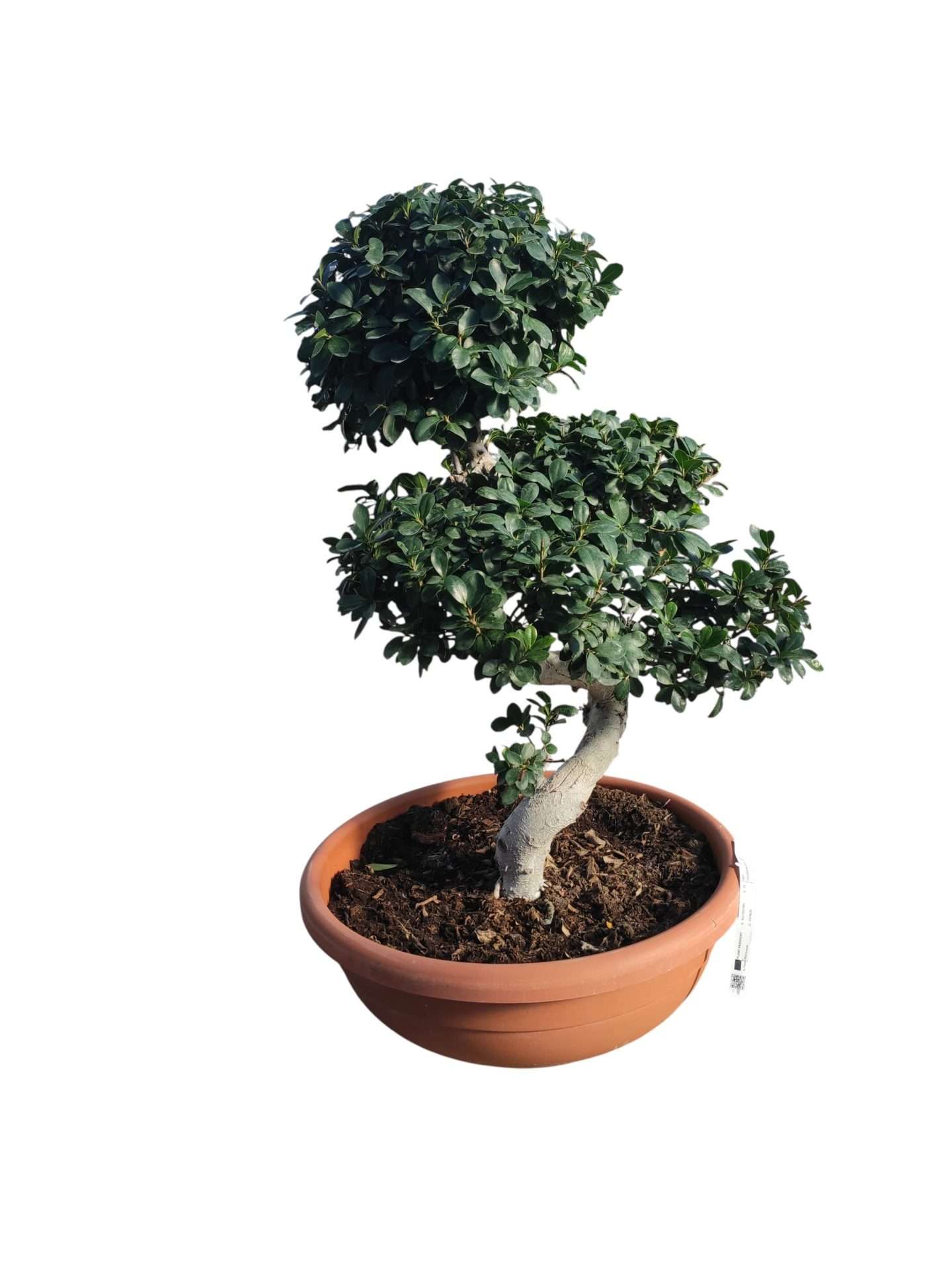 Ficus Robusta Bonsai