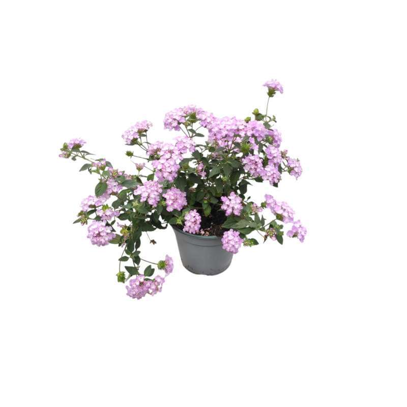 Lantana Sellowiana
